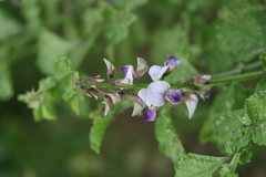 Crotalaria verrucosa